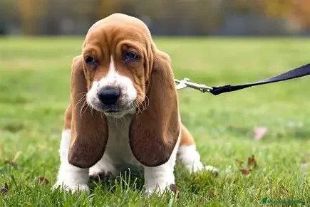 Basset Hound perros CACHORRO BASSET HOUND  - Anuncio 9