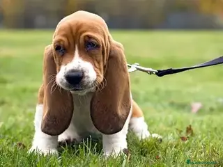 Basset Hound perros CACHORRO BASSET HOUND - Anuncio 9