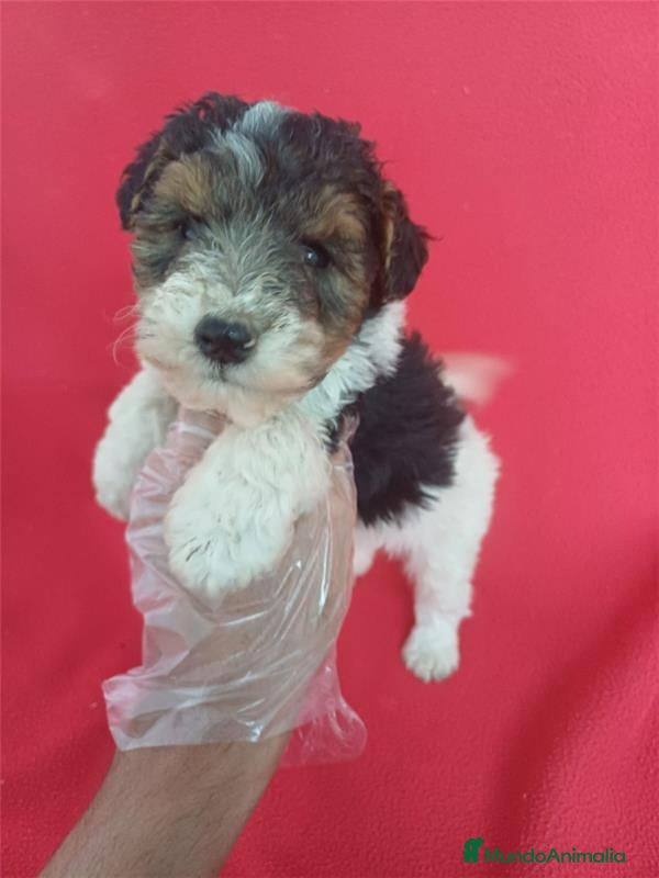 Fox Terrier de Pelo Duro perros Foxterrier Pelo Duro  - Anuncio 1