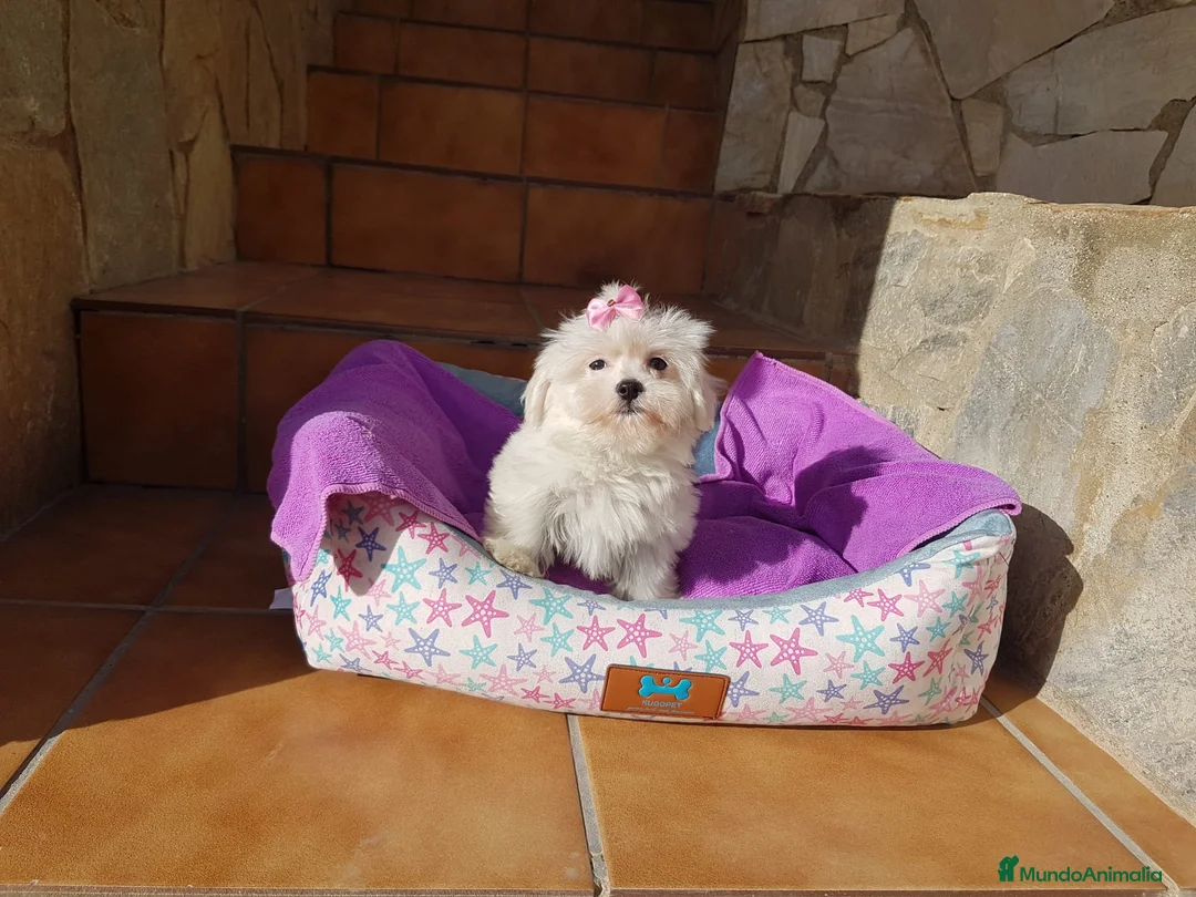 Bichón Maltés perros en venta: Preciosos Bichón Maltés  en Barcelona - Anuncio 7