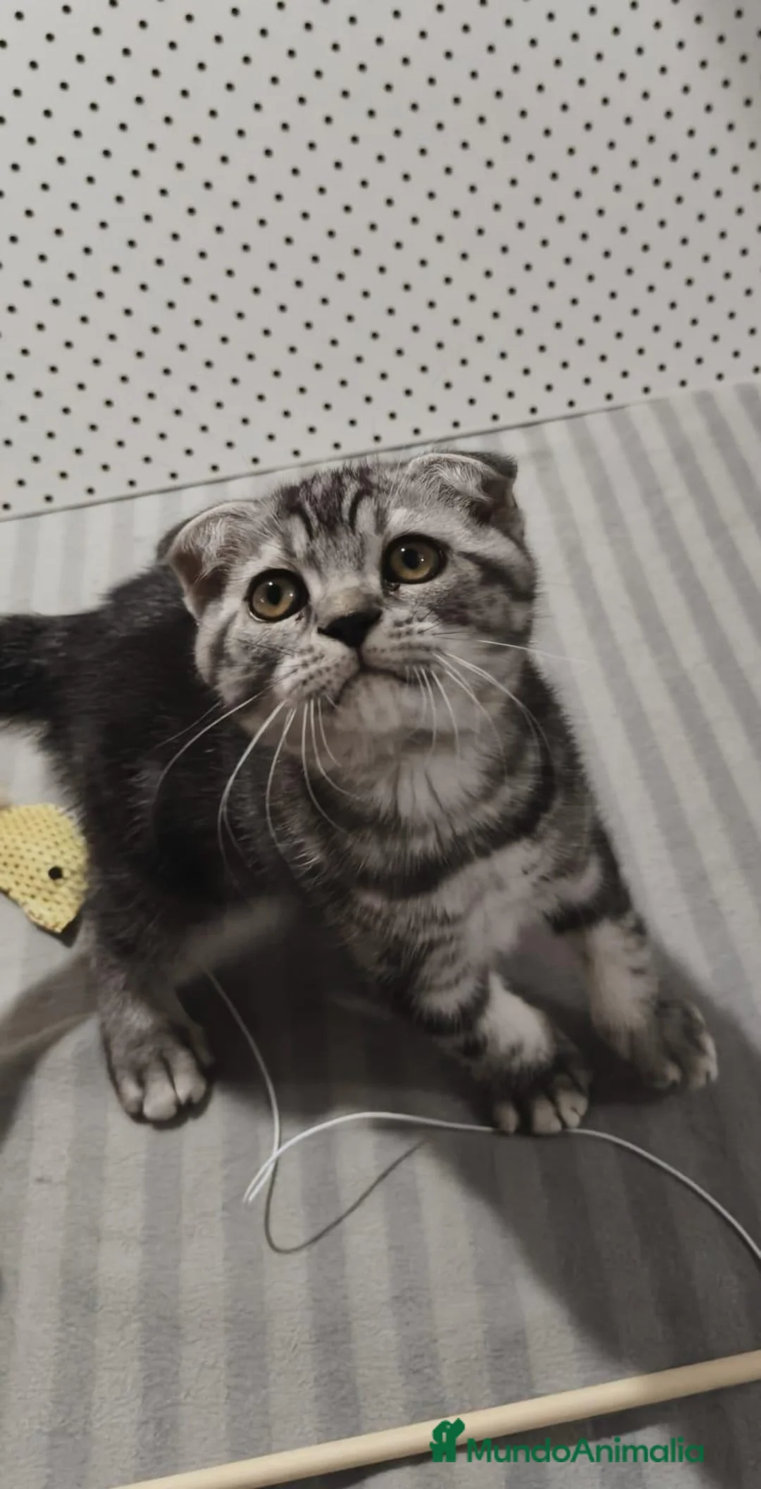 Scottish Fold gatos en venta: SCOTTISH FOLD gatito Se vende - Anuncio 2