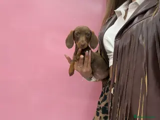 Teckel Miniatura perros Teckel pequeñitos - Anuncio 2