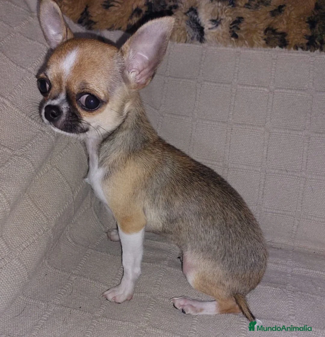 Chihuahua perros en venta: Caraby Chihuahuas en Benidorm  en Alicante - Anuncio 12