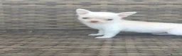 Chihuahua perros en venta: Chihuahua Toy miniatura hembra Blanca crema - Anuncio 6