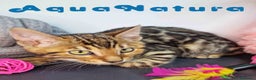 Bengalí gatos en venta: Bengali Hembra 9063 - AQUANATURA en Barcelona - Anuncio 5