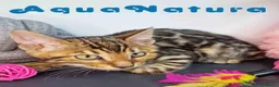 Bengalí gatos en venta: Bengali Hembra 9063 - AQUANATURA en Barcelona - Anuncio 5