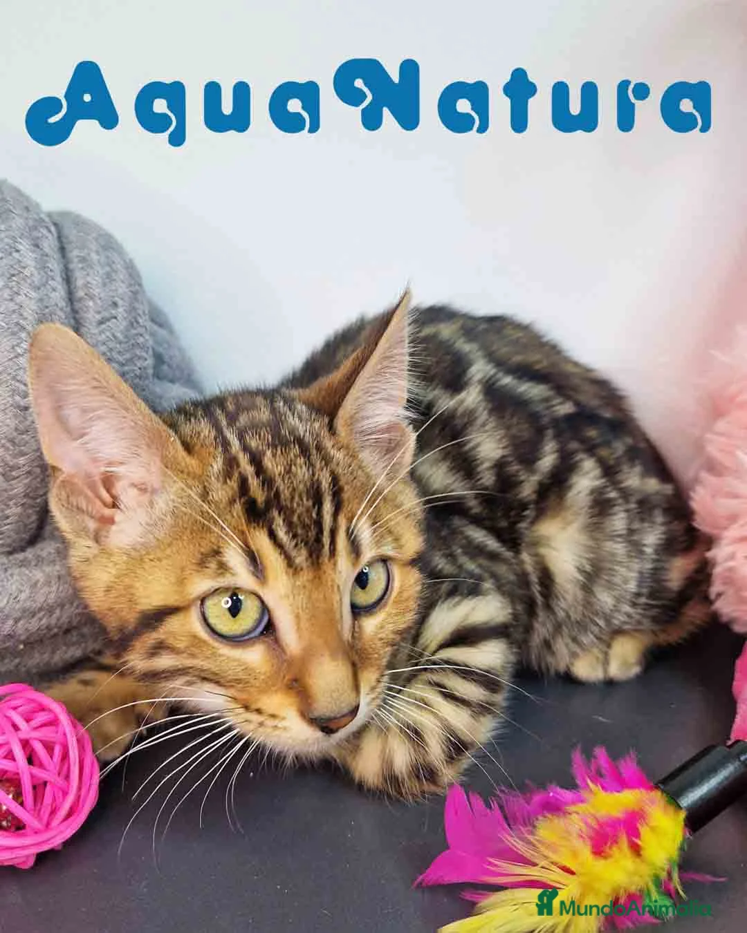 Bengalí gatos en venta: Bengali Hembra 9063 - AQUANATURA en Barcelona - Anuncio 5