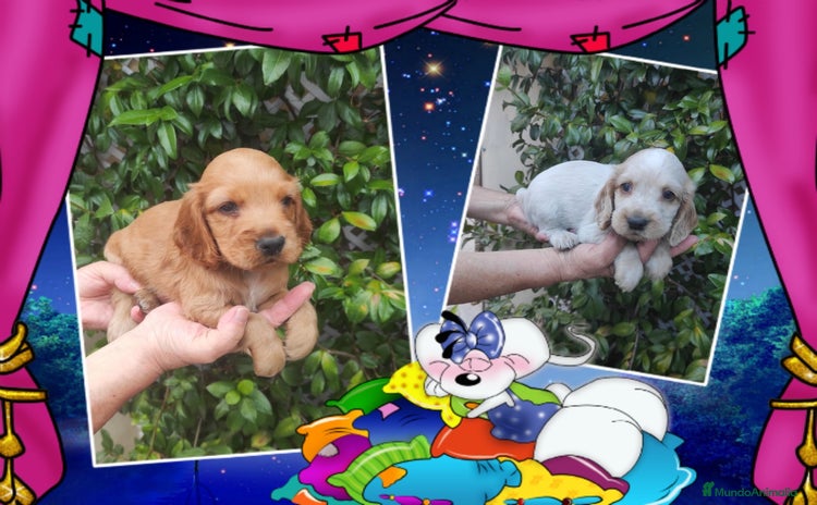 Cocker Spaniel Inglés perros - Propaganda 1