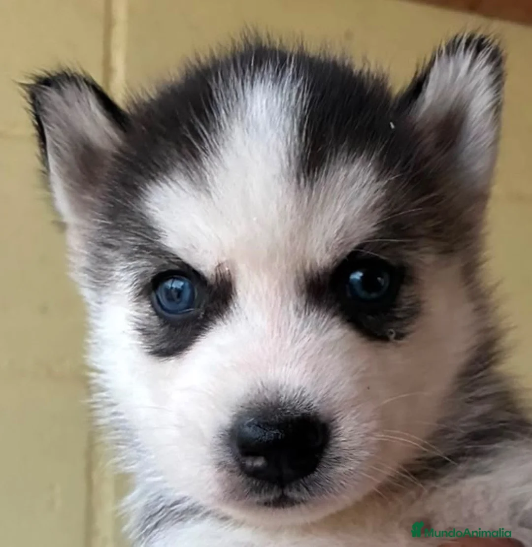 Husky Siberiano perros en venta: Husky Siberiano  - Anuncio 4