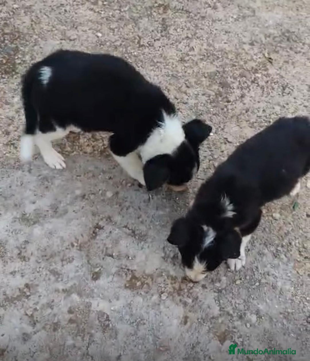 Border Collie perros en venta: Border collie Ultimas 2 hembras  - Imagen 7
