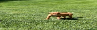 Podenco Andaluz 2