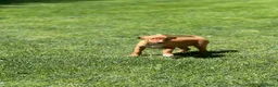 Podenco Andaluz perros en venta: Podencos andaluces  - Anuncio 3