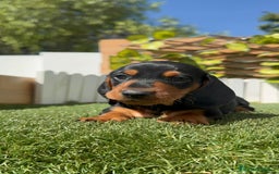Teckel Miniatura perros en venta: TECKEL MINIATURA - Imagen 6