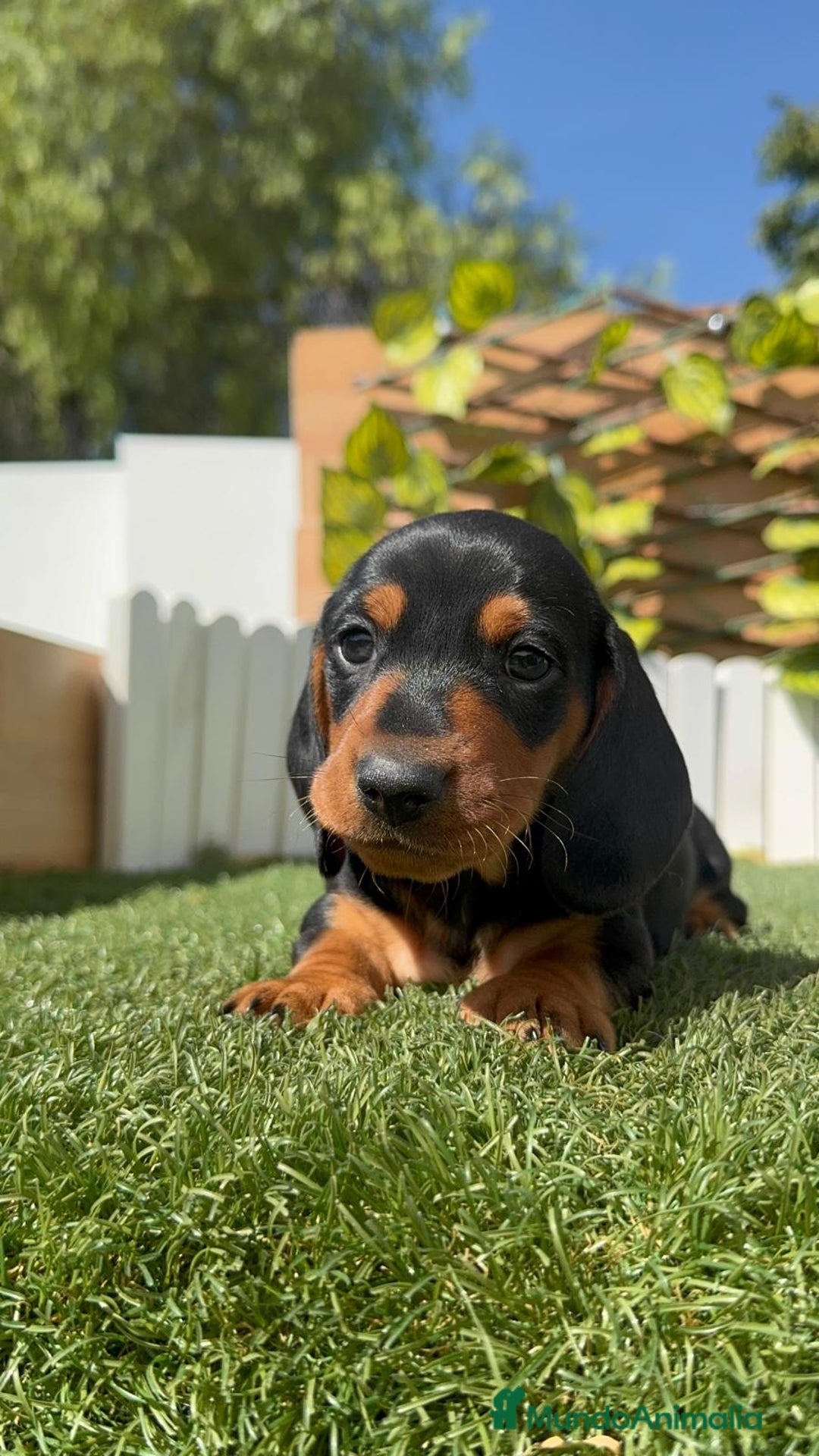 Teckel Miniatura perros en venta: TECKEL MINIATURA - Imagen 6