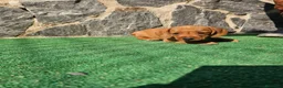 Teckel perros en venta: Teckel de pelo duro  - Anuncio 4