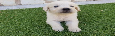 Golden Retriever Cachorro 3