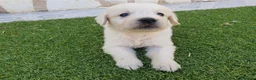 Golden Retriever perros en venta: Golden Retriever Belleza - Anuncio 9