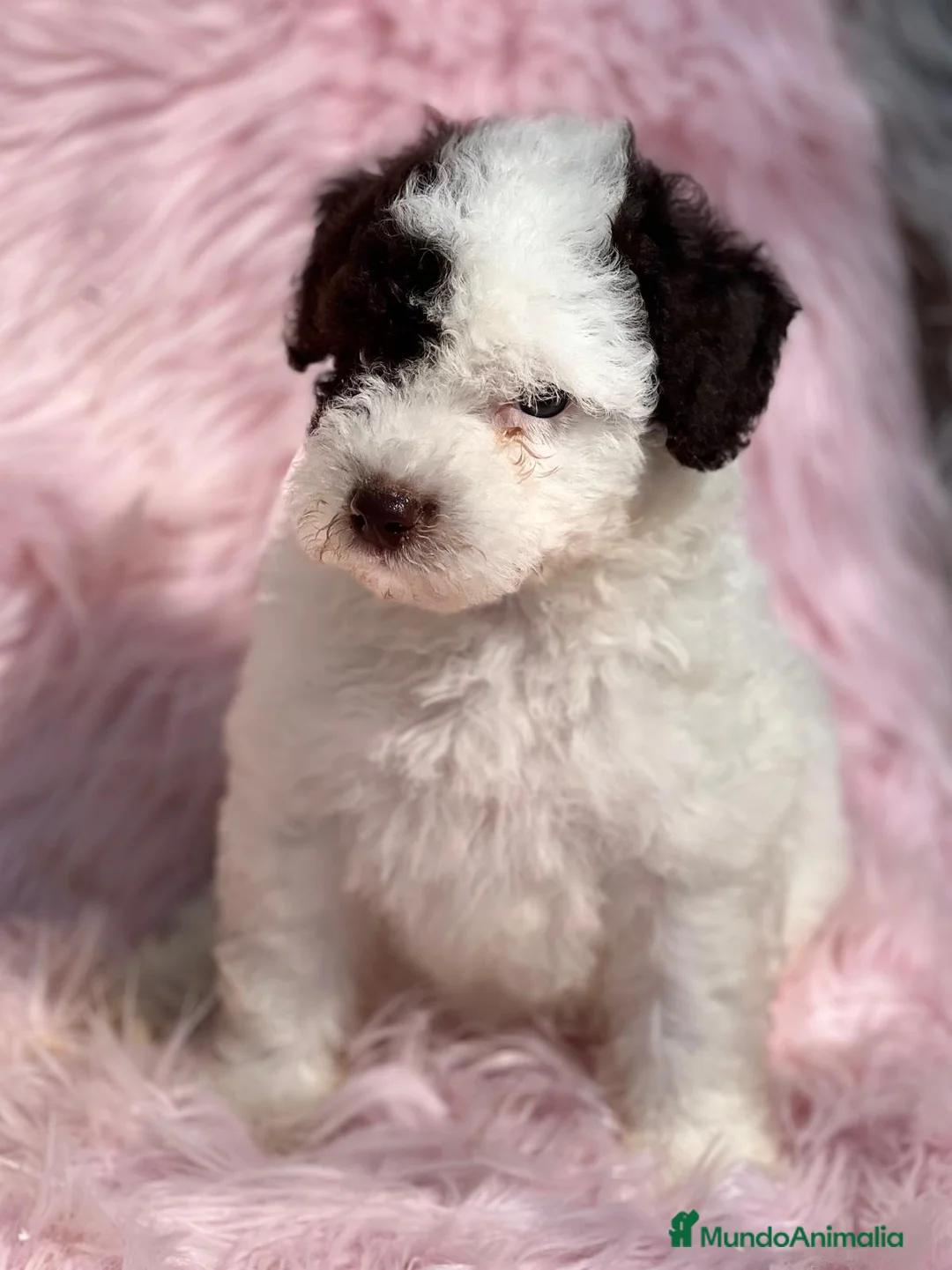 Perro de Agua Español perros en venta: Perro de aguas en Barcelona - Anuncio 4