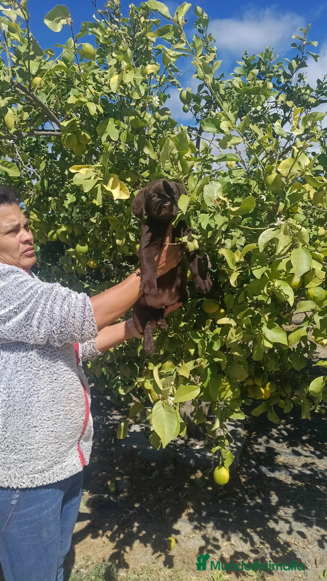 Labrador Retriever perros en venta: Labrador retriever chocolate disponible  - Anuncio 4