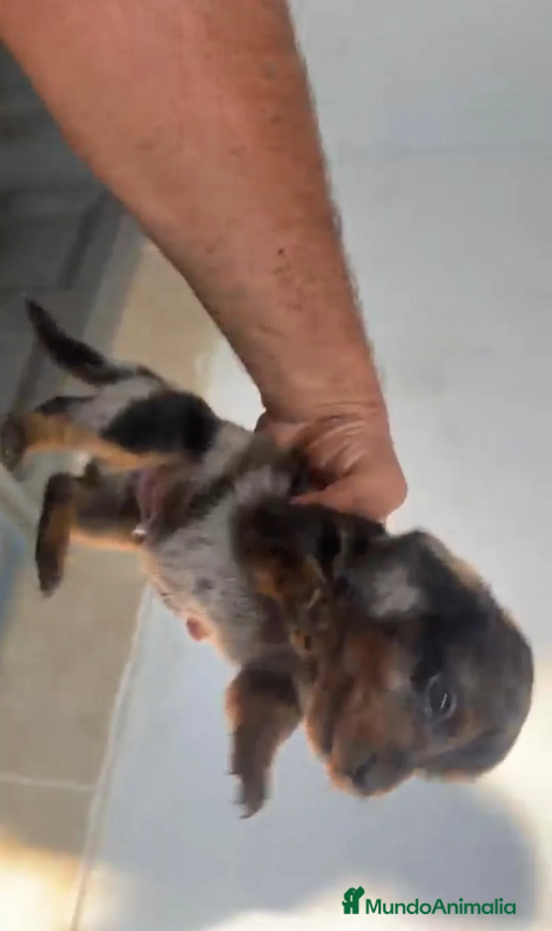 Teckel Miniatura perros en venta: Cachorros de teckel mini pelo largo  - Anuncio 2