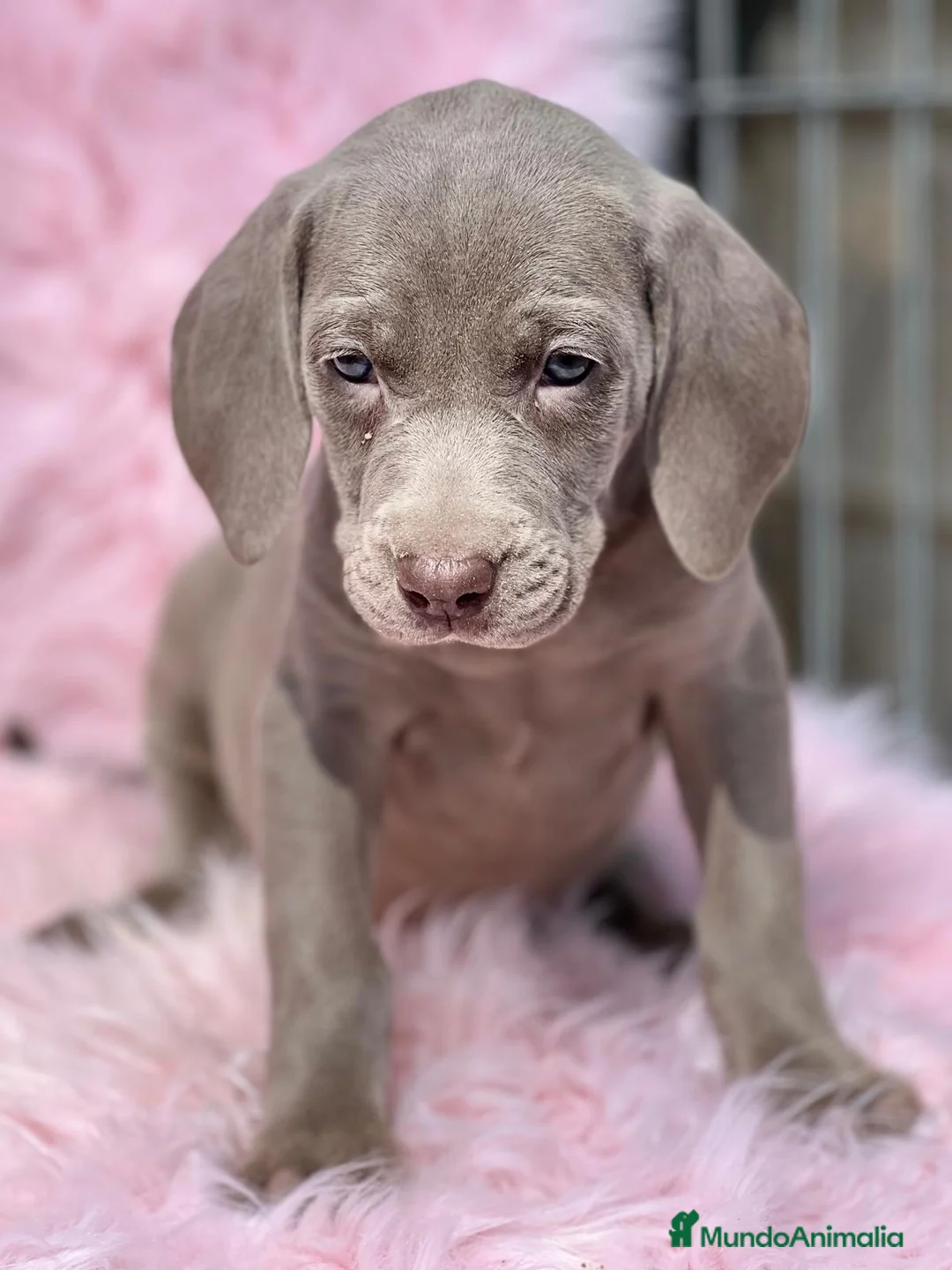 Weimaraner perros en venta: Braco weimar  hembra  en Barcelona - Anuncio 4