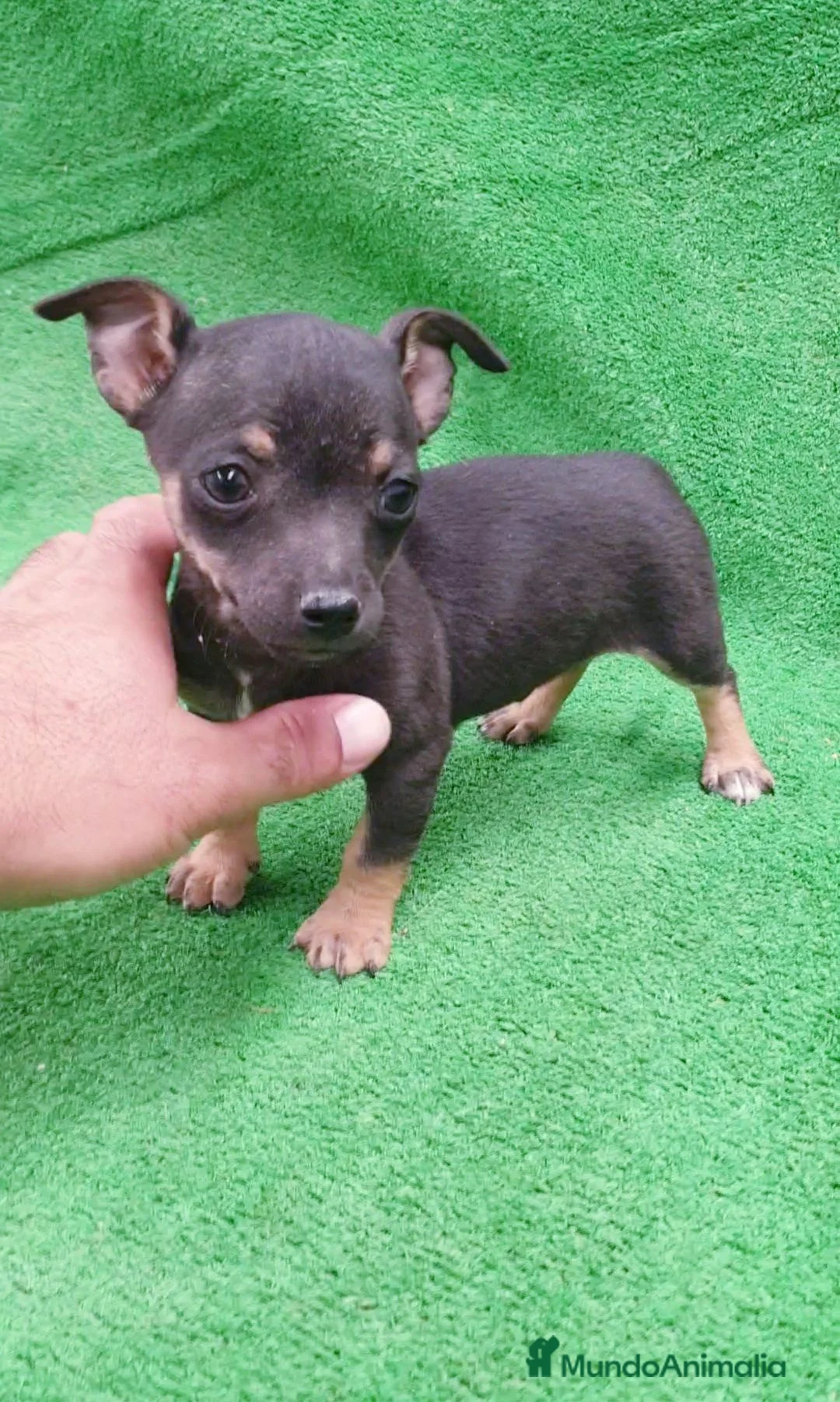 Chihuahua perros en venta: Chihuahuas  - Anuncio 2