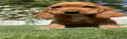 Cocker Spaniel Inglés perros en venta: COCKER SPANIEL INGLES-LISTA PARA ENTREGAR - Anuncio 2