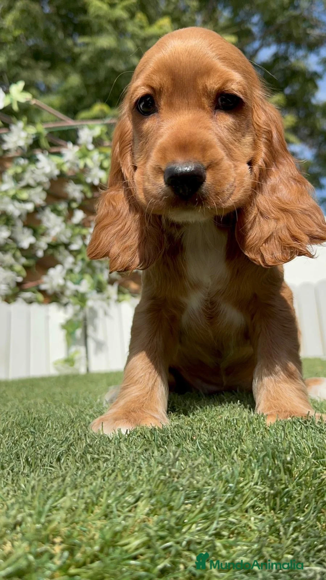 Cocker Spaniel Inglés perros en venta: COCKER SPANIEL INGLES-LISTA PARA ENTREGAR - Anuncio 2