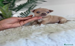 Chihuahua perros en venta: CHIHUAHUA MACHO-OJOS AZULES - Imagen 7