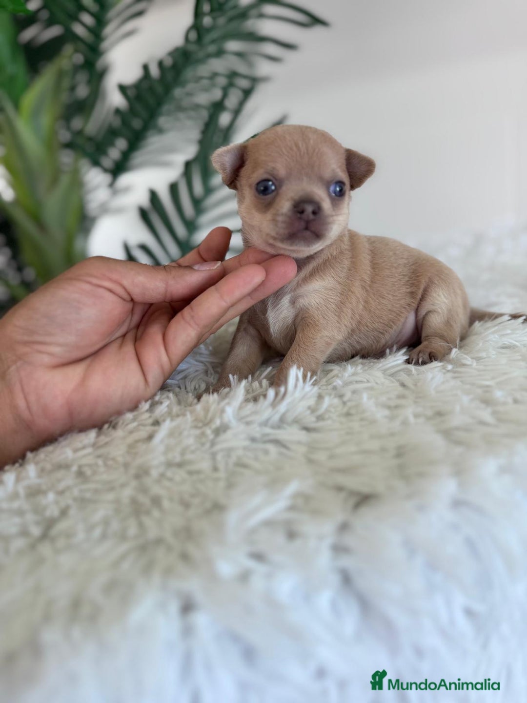 Chihuahua perros en venta: CHIHUAHUA MACHO-OJOS AZULES - Imagen 7