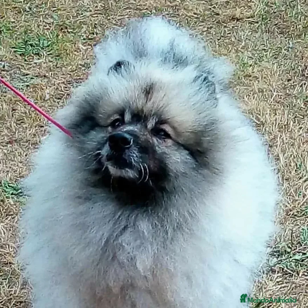 Imagen de galería {{count}}