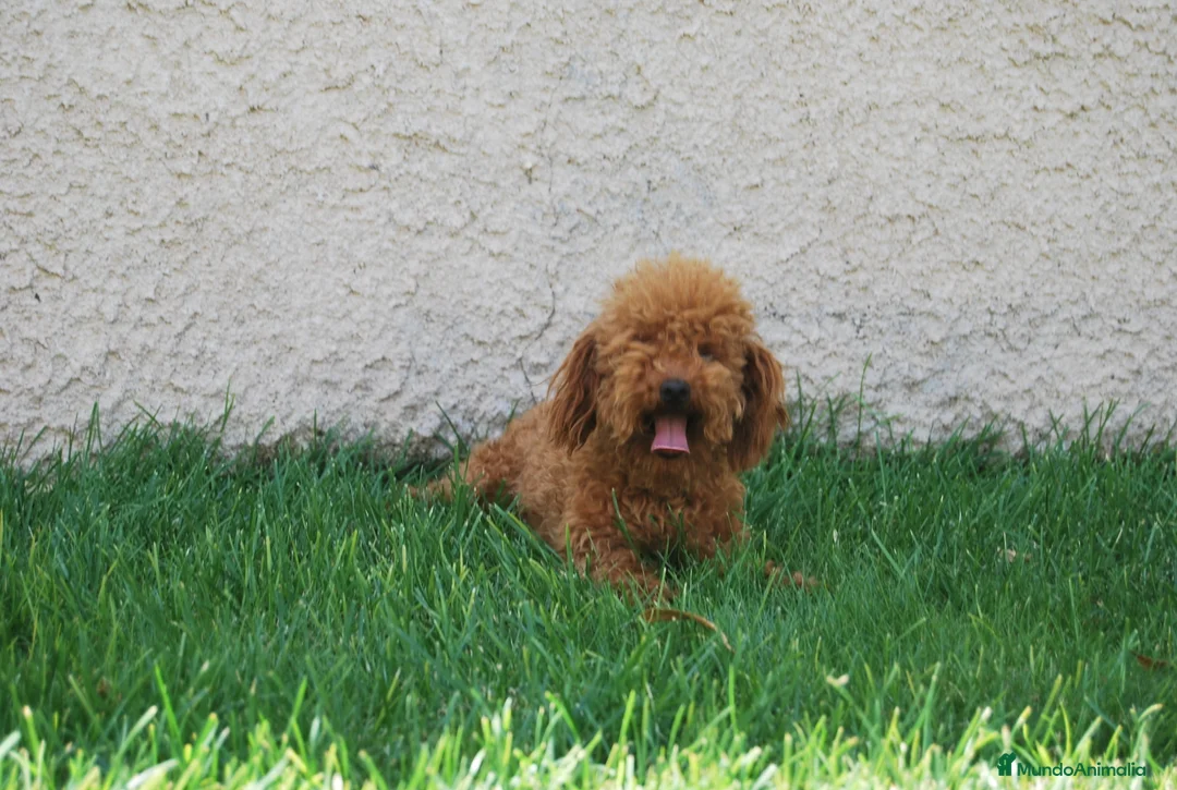 Caniche Toy perros en venta: Cachorros de Caniche toy / enano en Madrid - Anuncio 4