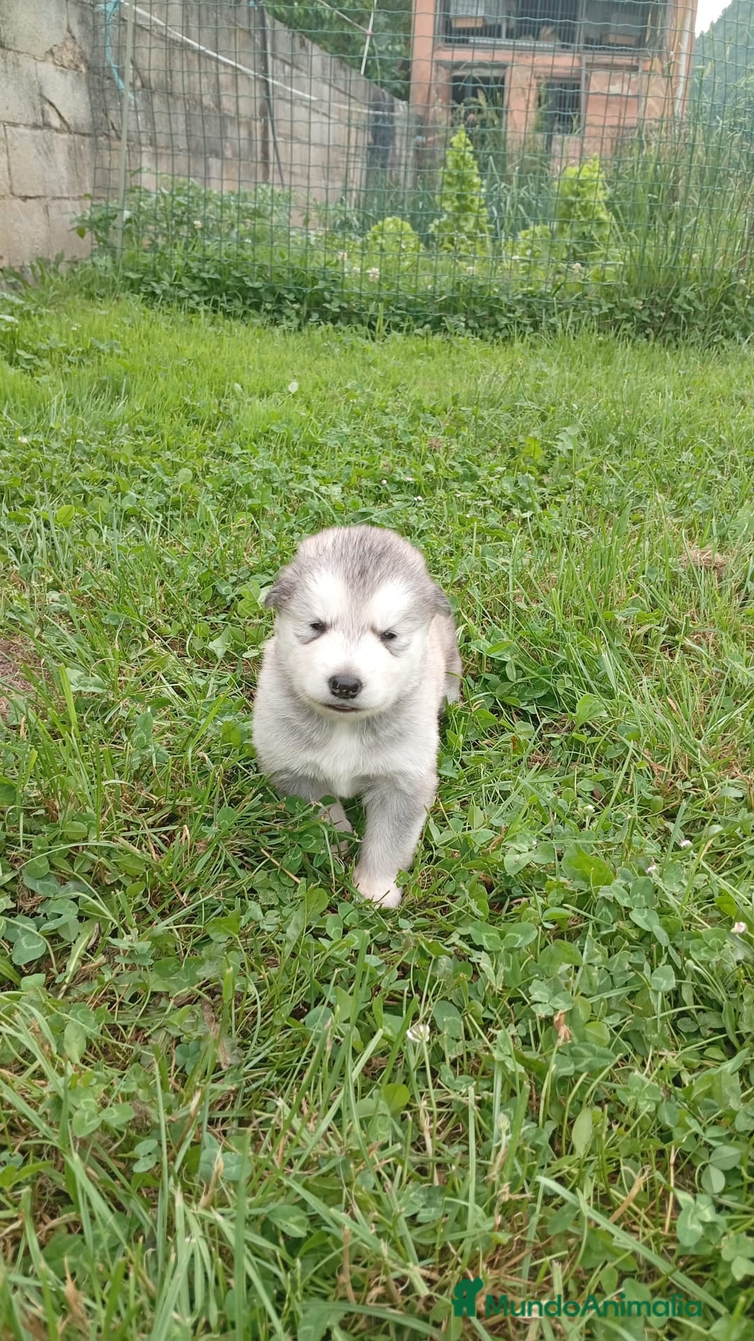 Alaskan Malamute perros en venta: Alaska Malamute  - Anuncio 3