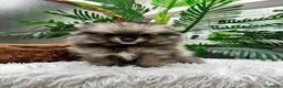 Pomerania perros en venta: POMERANIA  - Anuncio 12