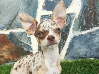 Chihuahua perros CHIHUAHUA - Anuncio 38