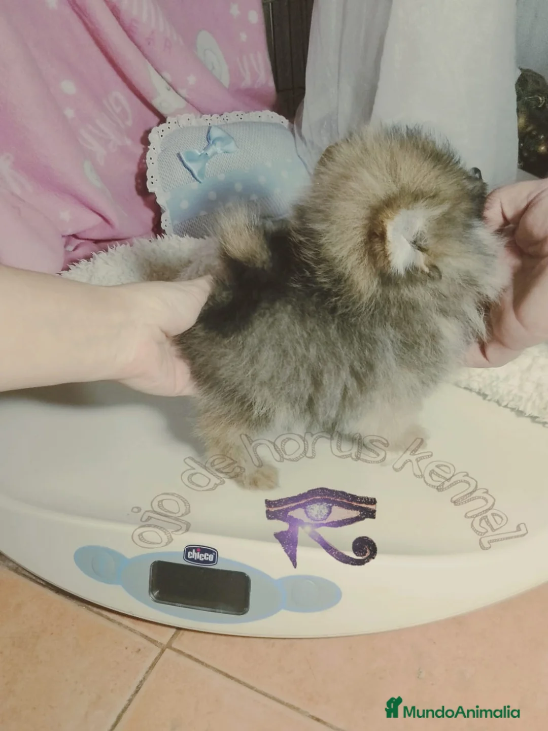 Pomerania perros en venta: ‼️POMERANIAS AMERICANOS TAMAÑO TOY  - Anuncio 2