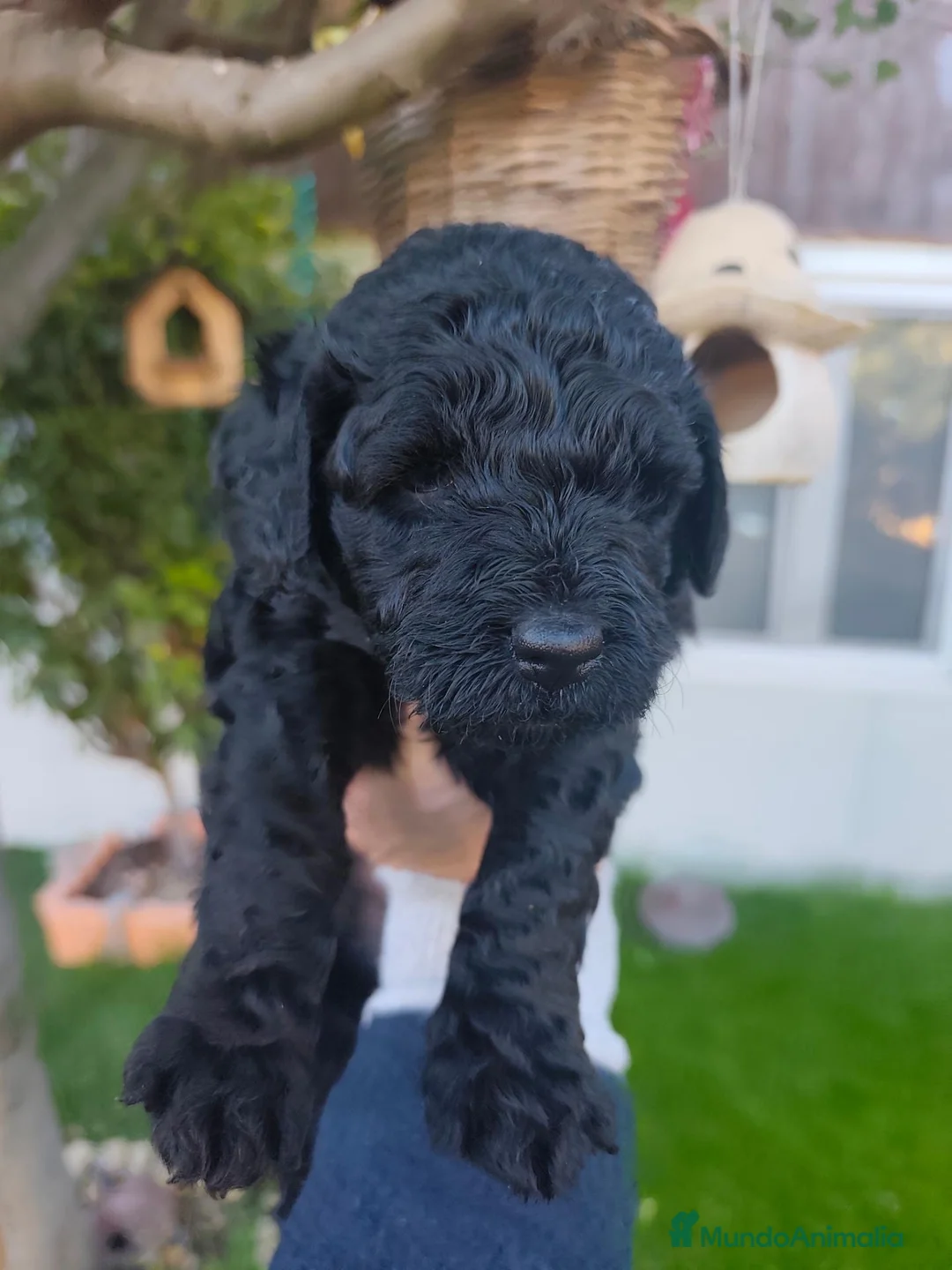 Perro de Agua Español perros en venta: PDA 🖤🖤 en Asturias - Anuncio 1