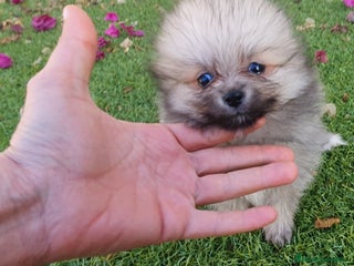 Pomerania perros Pomeranias Mini Preciosos - Anuncio 1