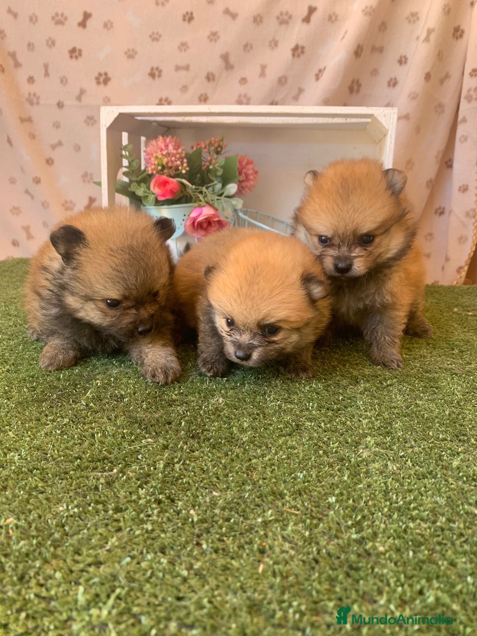 Pomerania perros POMERANIA AUTENTICO - Anuncio 2