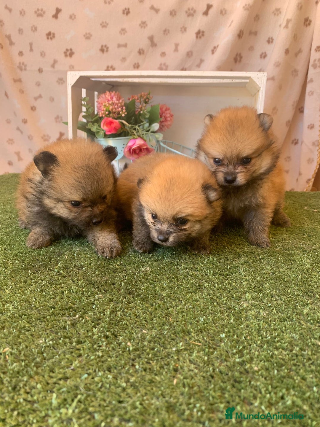 Pomerania perros en venta: POMERANIA AUTENTICO - Anuncio 1