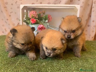 Pomerania perros POMERANIA AUTENTICO - Anuncio 10