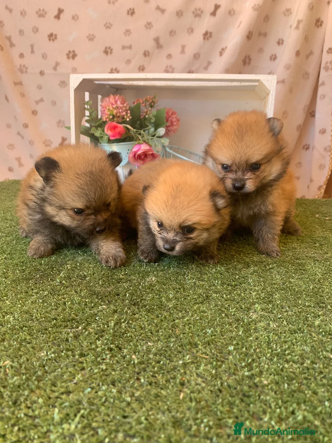 Pomerania perros en venta: POMERANIA AUTENTICO - Anuncio 1