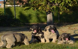 Mastín Español perros en venta: Mastin - Imagen 5