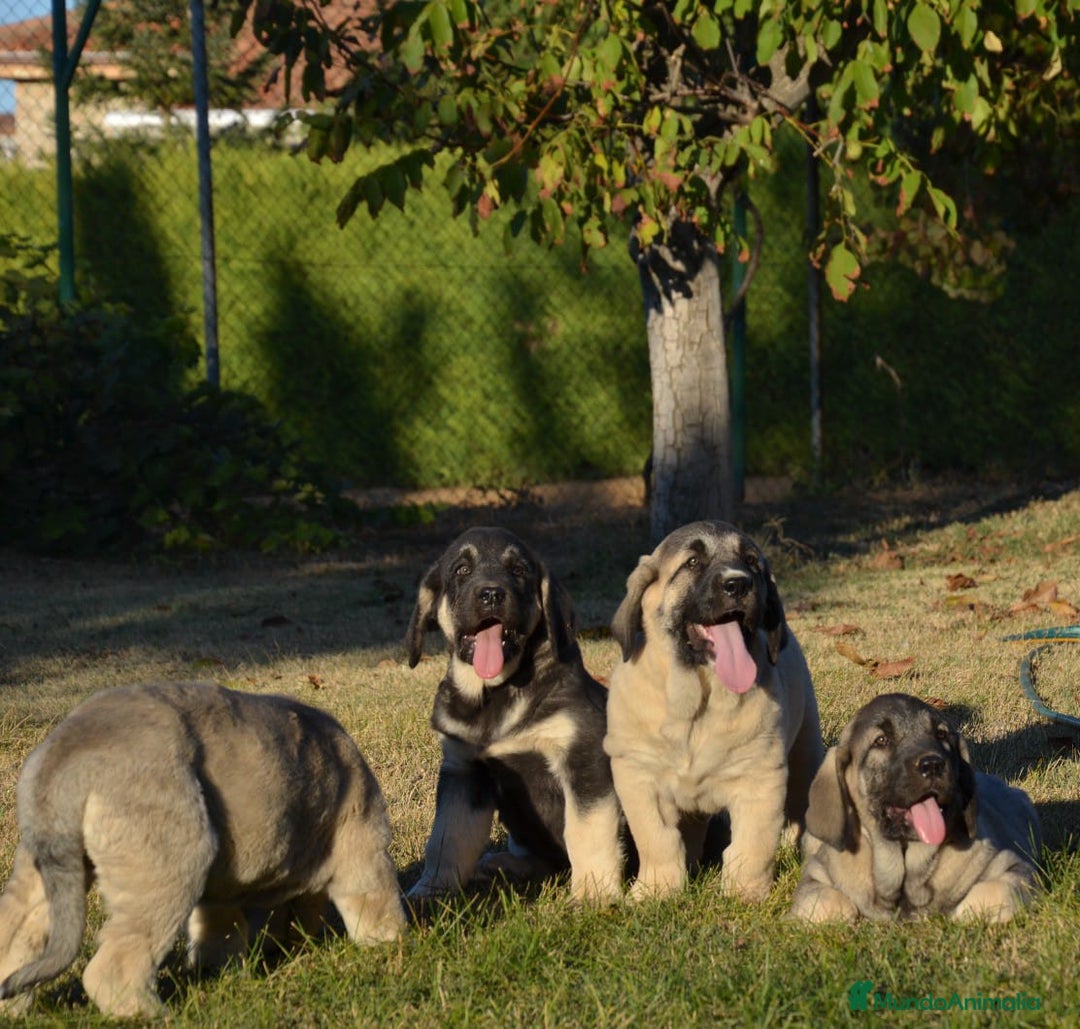 Mastín Español perros en venta: Mastin - Imagen 5