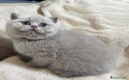 Británico de Pelo Corto gatos en venta: Cachorros british lilac - Imagen 1