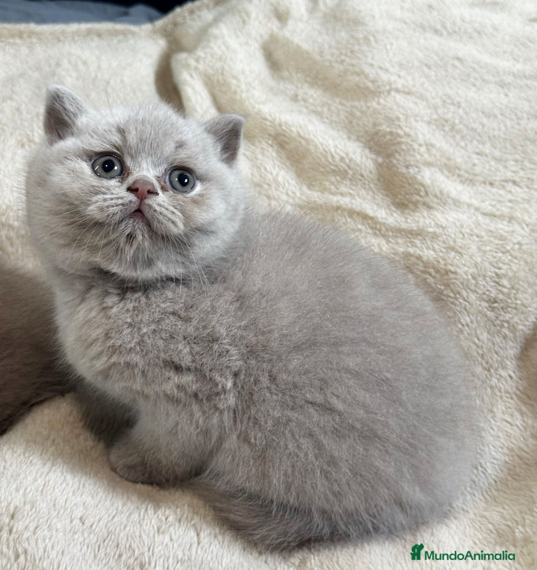 Británico de Pelo Corto gatos en venta: Cachorros british lilac - Imagen 1