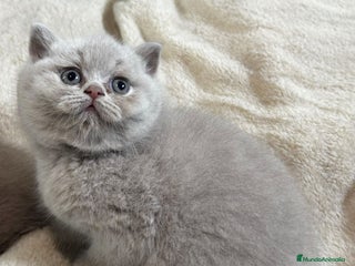 Británico de Pelo Corto gatos - Anuncio 20