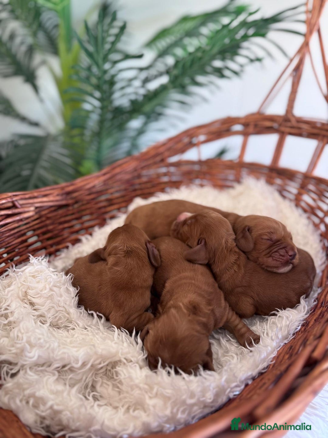 Cocker Spaniel Inglés perros en venta: COCKER SPANIEL INGLES - Imagen 9