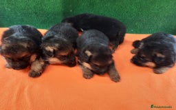 Pastor Alemán perros en venta: Pastores alemanes  - Imagen 4