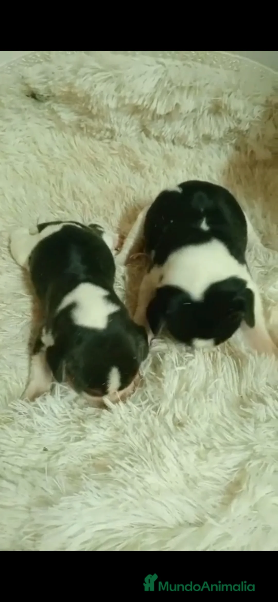 Beagle perros en venta: Beagle - Anuncio 2